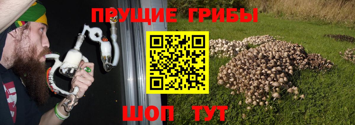 Галлюциногенные грибы GOLDEN TEACHER Керчь